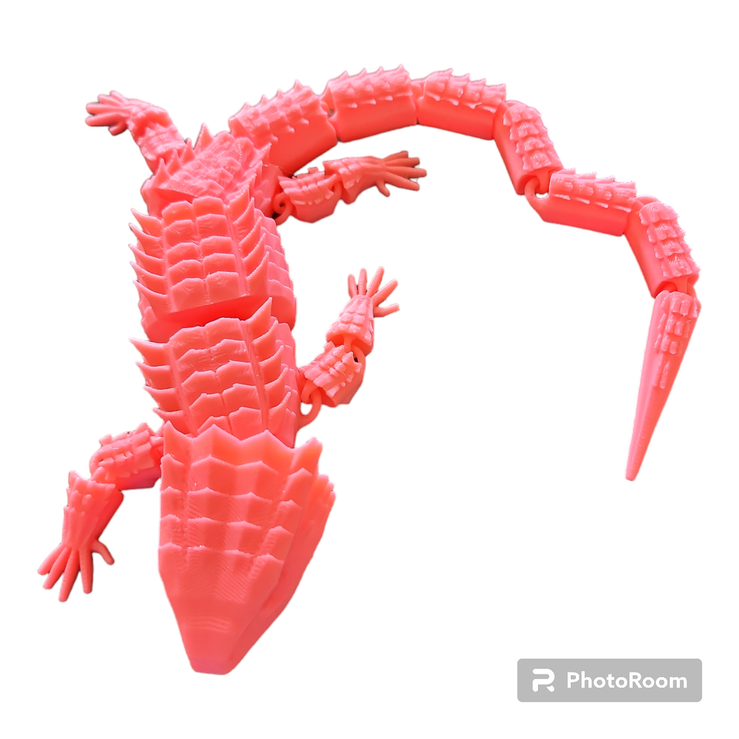 Crocodile Skink