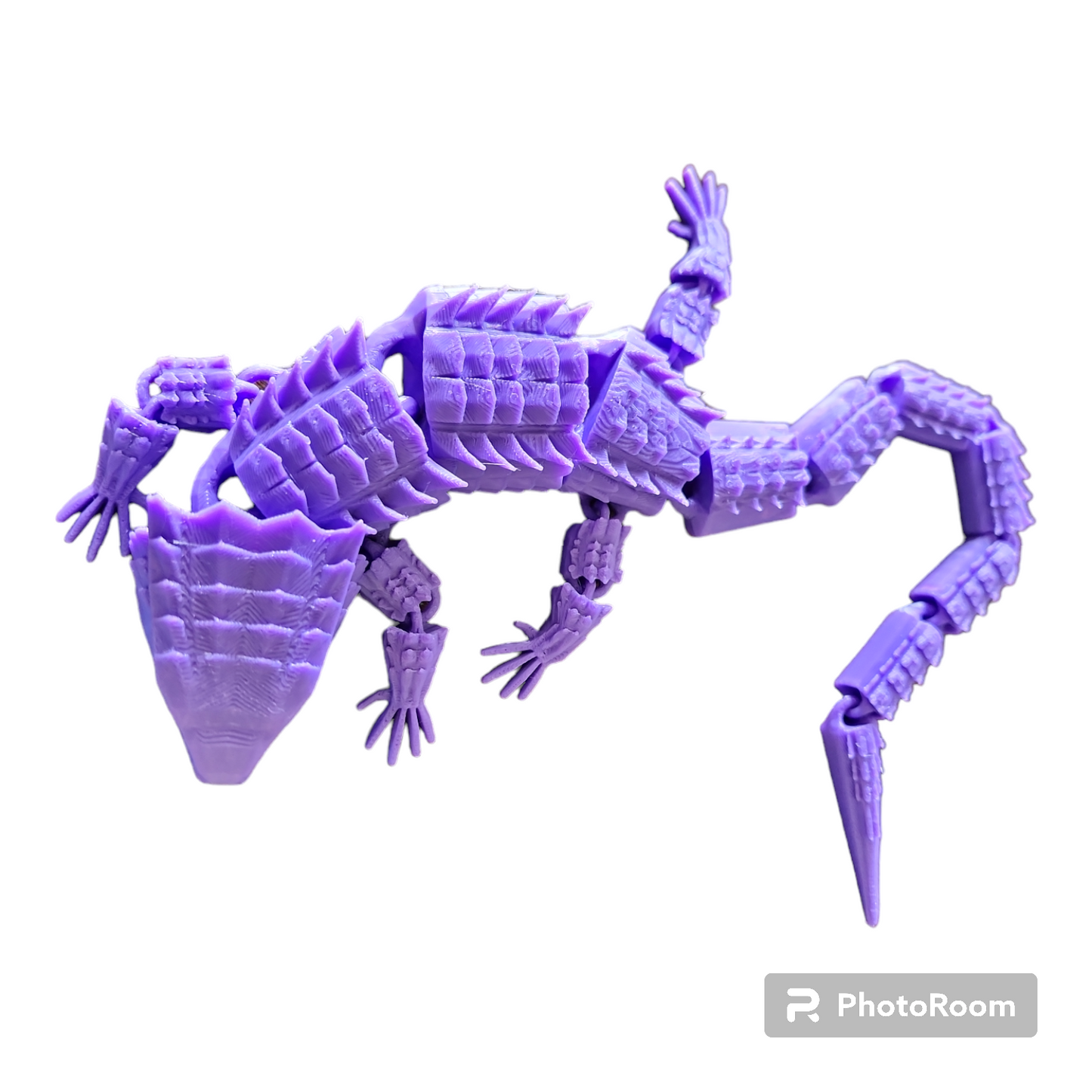 Crocodile Skink